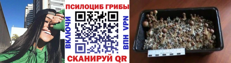 Галлюциногенные грибы Psilocybe  Купить закладки  Каменск-Шахтинский 